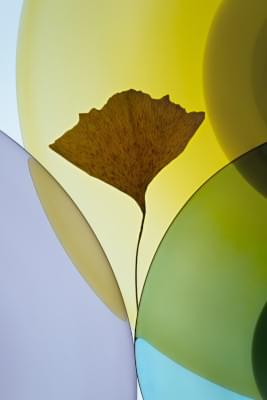 Transparences éphémères - Gingko 3.jpg